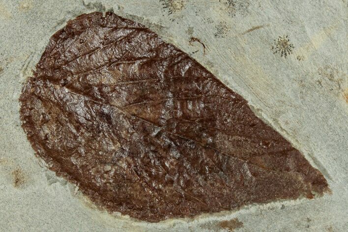 Detailed Fossil Leaf (Celtis) - Montana #262504